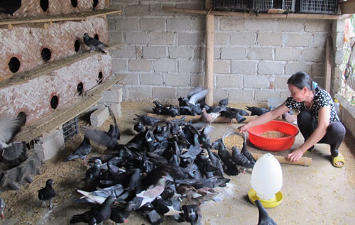 Tìm giải pháp phát triển chăn nuôi chim bồ câu - Tạp chí điện tử Thái Nguyên